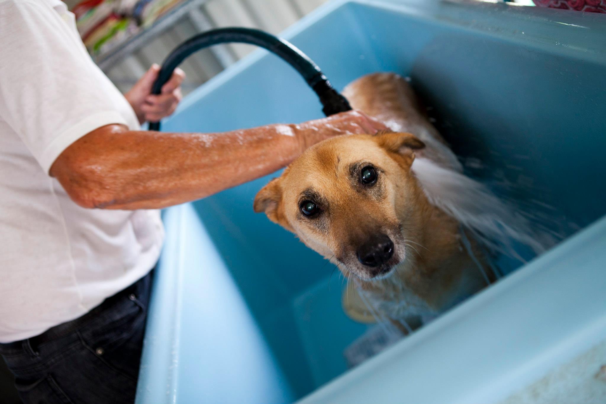 dog hydrobath